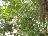  ( - DNAFR001784)  @11 [ ] Copyright (2017) Gujarat Biodiversity Gene Bank, GSBTM, DST, GoG Gujarat Biodiversity Gene Bank, GSBTM, DST, GoG