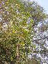  ( - DNAFR001791)  @11 [ ] Copyright (2017) Gujarat Biodiversity Gene Bank, GSBTM, DST, GoG Gujarat Biodiversity Gene Bank, GSBTM, DST, GoG