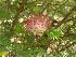  (Calliandra surinamensis - DNAFR001794)  @11 [ ] Copyright (2017) Gujarat Biodiversity Gene Bank, GSBTM, DST, GoG Gujarat Biodiversity Gene Bank, GSBTM, DST, GoG