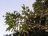  ( - DNAFR001795)  @11 [ ] Copyright (2017) Gujarat Biodiversity Gene Bank, GSBTM, DST, GoG Gujarat Biodiversity Gene Bank, GSBTM, DST, GoG