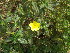  ( - DNAFR001804)  @11 [ ] Copyright (2017) Gujarat Biodiversity Gene Bank, GSBTM, DST, GoG Gujarat Biodiversity Gene Bank, GSBTM, DST, GoG