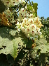  (Dombeya spectabilis - DNAFR001805)  @11 [ ] Copyright (2017) Gujarat Biodiversity Gene Bank, GSBTM, DST, GoG Gujarat Biodiversity Gene Bank, GSBTM, DST, GoG