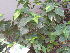  ( - DNAFR001807)  @11 [ ] Copyright (2017) Gujarat Biodiversity Gene Bank, GSBTM, DST, GoG Gujarat Biodiversity Gene Bank, GSBTM, DST, GoG