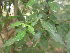  (Vitex negundo var. incisa - DNAFR001808)  @11 [ ] Copyright (2017) Gujarat Biodiversity Gene Bank, GSBTM, DST, GoG Gujarat Biodiversity Gene Bank, GSBTM, DST, GoG