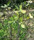  (Synadenium - DNAFR001811)  @11 [ ] Copyright (2017) Gujarat Biodiversity Gene Bank, GSBTM, DST, GoG Gujarat Biodiversity Gene Bank, GSBTM, DST, GoG