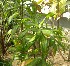  ( - DNAFR001818)  @11 [ ] Copyright (2017) Gujarat Biodiversity Gene Bank, GSBTM, DST, GoG Gujarat Biodiversity Gene Bank, GSBTM, DST, GoG