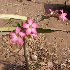  (Adenium obesum - DNAFR001819)  @11 [ ] Copyright (2017) Gujarat Biodiversity Gene Bank, GSBTM, DST, GoG Gujarat Biodiversity Gene Bank, GSBTM, DST, GoG