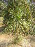  ( - DNAFR001822)  @11 [ ] Copyright (2017) Gujarat Biodiversity Gene Bank, GSBTM, DST, GoG Gujarat Biodiversity Gene Bank, GSBTM, DST, GoG