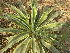  (Agave americana var. marginata - DNAFR001823)  @11 [ ] Copyright (2017) Gujarat Biodiversity Gene Bank, GSBTM, DST, GoG Gujarat Biodiversity Gene Bank, GSBTM, DST, GoG