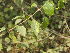  ( - DNAFR001831)  @11 [ ] Copyright (2017) Gujarat Biodiversity Gene Bank, GSBTM, DST, GoG Gujarat Biodiversity Gene Bank, GSBTM, DST, GoG