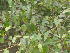  ( - DNAFR001831)  @11 [ ] Copyright (2017) Gujarat Biodiversity Gene Bank, GSBTM, DST, GoG Gujarat Biodiversity Gene Bank, GSBTM, DST, GoG