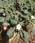  ( - DNAFR001834)  @11 [ ] Copyright (2017) Gujarat Biodiversity Gene Bank, GSBTM, DST, GoG Gujarat Biodiversity Gene Bank, GSBTM, DST, GoG