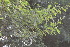  (Vachellia nilotica indica - DNAFR000178)  @11 [ ] Copyright (2014) Gujarat Biodiversity Gene Bank, GSBTM, DST, GoG Gujarat Biodiversity Gene Bank, GSBTM, DST, GoG