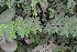  ( - DNAFR000187)  @11 [ ] Copyright (2014) Gujarat Biodiversity Gene Bank, GSBTM, DST, GoG Gujarat Biodiversity Gene Bank, GSBTM, DST, GoG