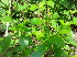  ( - DNAFR000347)  @11 [ ] Copyright (2014) Gujarat Biodiversity Gene Bank, GSBTM, DST, GoG Gujarat Biodiversity Gene Bank, GSBTM, DST, GoG