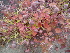  ( - DNAFR000269)  @11 [ ] Copyright (2014) Gujarat Biodiversity Gene Bank, GSBTM, DST, GoG Gujarat Biodiversity Gene Bank, GSBTM, DST, GoG