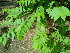  ( - DNAFR000290)  @11 [ ] Copyright (2014) Gujarat Biodiversity Gene Bank, GSBTM, DST, GoG Gujarat Biodiversity Gene Bank, GSBTM, DST, GoG