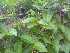  ( - DNAFR000291)  @11 [ ] Copyright (2014) Gujarat Biodiversity Gene Bank, GSBTM, DST, GoG Gujarat Biodiversity Gene Bank, GSBTM, DST, GoG