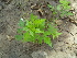  ( - DNAFR000294)  @11 [ ] Copyright (2014) Gujarat Biodiversity Gene Bank, GSBTM, DST, GoG Gujarat Biodiversity Gene Bank, GSBTM, DST, GoG