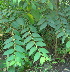  ( - DNAFR000355)  @11 [ ] Copyright (2014) Gujarat Biodiversity Gene Bank, GSBTM, DST, GoG Gujarat Biodiversity Gene Bank, GSBTM, DST, GoG