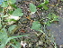 ( - DNAFR000239)  @11 [ ] Copyright (2014) Gujarat Biodiversity Gene Bank, GSBTM, DST, GoG Gujarat Biodiversity Gene Bank, GSBTM, DST, GoG