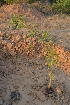  ( - DNAFR000206)  @11 [ ] Copyright (2014) Gujarat Biodiversity Gene Bank, GSBTM, DST, GoG Gujarat Biodiversity Gene Bank, GSBTM, DST, GoG