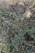  ( - DNAFR000213)  @11 [ ] Copyright (2014) Gujarat Biodiversity Gene Bank, GSBTM, DST, GoG Gujarat Biodiversity Gene Bank, GSBTM, DST, GoG