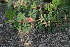  ( - DNAFR000214)  @11 [ ] Copyright (2014) Gujarat Biodiversity Gene Bank, GSBTM, DST, GoG Gujarat Biodiversity Gene Bank, GSBTM, DST, GoG