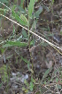  ( - DNAFR000220)  @11 [ ] Copyright (2014) Gujarat Biodiversity Gene Bank, GSBTM, DST, GoG Gujarat Biodiversity Gene Bank, GSBTM, DST, GoG