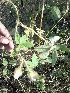  ( - DNAFR000610)  @11 [ ] Copyright (2014) Gujarat Biodiversity Gene Bank, GSBTM, DST, GoG Gujarat Biodiversity Gene Bank, GSBTM, DST, GoG