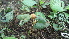  ( - DNAFR000617)  @11 [ ] Copyright (2014) Gujarat Biodiversity Gene Bank, GSBTM, DST, GoG Gujarat Biodiversity Gene Bank, GSBTM, DST, GoG