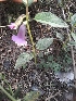  ( - DNAFR000624)  @11 [ ] Copyright (2014) Gujarat Biodiversity Gene Bank, GSBTM, DST, GoG Gujarat Biodiversity Gene Bank, GSBTM, DST, GoG