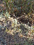  (Cressa cretica - DNAFR000390)  @11 [ ] Copyright (2014) Gujarat Biodiversity Gene Bank, GSBTM, DST, GoG Gujarat Biodiversity Gene Bank, GSBTM, DST, GoG