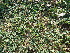  ( - DNAFR000392)  @11 [ ] Copyright (2014) Gujarat Biodiversity Gene Bank, GSBTM, DST, GoG Gujarat Biodiversity Gene Bank, GSBTM, DST, GoG