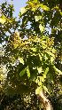  ( - DNAFR000628)  @11 [ ] Copyright (2014) Gujarat Biodiversity Gene Bank, GSBTM, DST, GoG Gujarat Biodiversity Gene Bank, GSBTM, DST, GoG