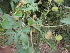  ( - DNAFR000639)  @11 [ ] Copyright (2014) Gujarat Biodiversity Gene Bank, GSBTM, DST, GoG Gujarat Biodiversity Gene Bank, GSBTM, DST, GoG