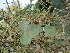  ( - DNAFR000645)  @11 [ ] Copyright (2014) Gujarat Biodiversity Gene Bank, GSBTM, DST, GoG Gujarat Biodiversity Gene Bank, GSBTM, DST, GoG