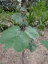  ( - DNAFR000647)  @11 [ ] Copyright (2014) Gujarat Biodiversity Gene Bank, GSBTM, DST, GoG Gujarat Biodiversity Gene Bank, GSBTM, DST, GoG