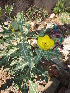  ( - DNAFR000652)  @11 [ ] Copyright (2014) Gujarat Biodiversity Gene Bank, GSBTM, DST, GoG Gujarat Biodiversity Gene Bank, GSBTM, DST, GoG
