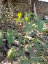  ( - DNAFR000656)  @11 [ ] Copyright (2014) Gujarat Biodiversity Gene Bank, GSBTM, DST, GoG Gujarat Biodiversity Gene Bank, GSBTM, DST, GoG