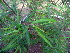  (Acalyphoideae - DNAFR000331)  @11 [ ] Copyright (2014) Gujarat Biodiversity Gene Bank, GSBTM, DST, GoG Gujarat Biodiversity Gene Bank, GSBTM, DST, GoG