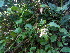  ( - DNAFR000342)  @11 [ ] Copyright (2014) Gujarat Biodiversity Gene Bank, GSBTM, DST, GoG Gujarat Biodiversity Gene Bank, GSBTM, DST, GoG