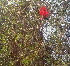  ( - DNAFR000345)  @11 [ ] Copyright (2014) Gujarat Biodiversity Gene Bank, GSBTM, DST, GoG Gujarat Biodiversity Gene Bank, GSBTM, DST, GoG