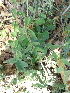  ( - DNAFR000476)  @11 [ ] Copyright (2014) Gujarat Biodiversity Gene Bank, GSBTM, DST, GoG Gujarat Biodiversity Gene Bank, GSBTM, DST, GoG