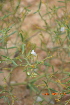  ( - DNAFR000523)  @11 [ ] Copyright (2014) Gujarat Biodiversity Gene Bank, GSBTM, DST, GoG Gujarat Biodiversity Gene Bank, GSBTM, DST, GoG