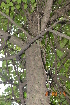  ( - DNAFR000500)  @11 [ ] Copyright (2014) Gujarat Biodiversity Gene Bank, GSBTM, DST, GoG Gujarat Biodiversity Gene Bank, GSBTM, DST, GoG