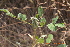  ( - DNAFR001262)  @11 [ ] Copyright (2016) Gujarat Biodiversity Gene Bank, GSBTM, DST, GoG Gujarat Biodiversity Gene Bank, GSBTM, DST, GoG