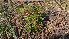  ( - DNAFR001678)  @11 [ ] Copyright (2016) Gujarat Biodiversity Gene Bank, GSBTM, DST, GoG Gujarat Biodiversity Gene Bank