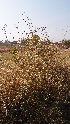  ( - DNAFR001679)  @11 [ ] Copyright (2016) Gujarat Biodiversity Gene Bank, GSBTM, DST, GoG Gujarat Biodiversity Gene Bank