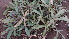  ( - DNAFR001684)  @11 [ ] Copyright (2016) Gujarat Biodiversity Gene Bank, GSBTM, DST, GoG Gujarat Biodiversity Gene Bank